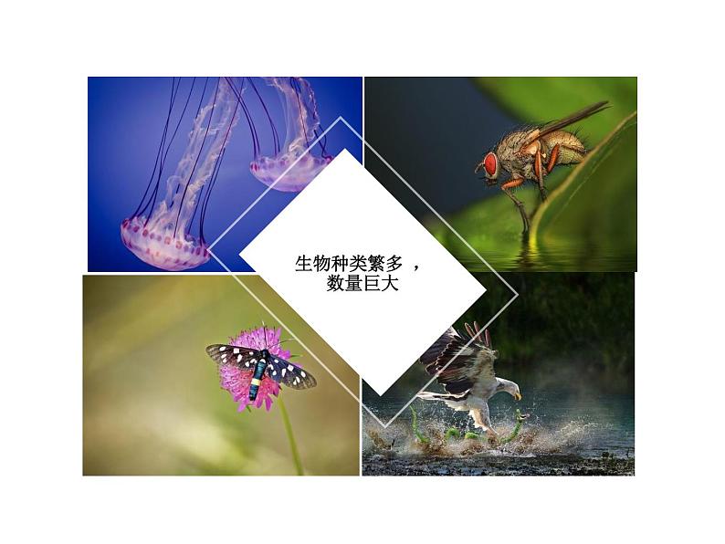 我们周围的生物PPT课件免费下载01