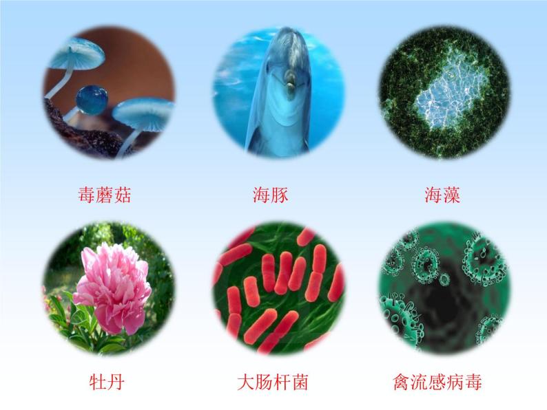 我们周围的生物PPT课件免费下载06