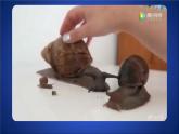北師大版生物八年級上冊 15.1 動物運(yùn)動的方式  課件
