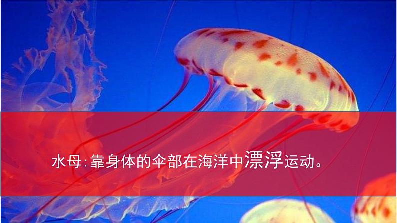 北师大版生物八年级上册 15.1 动物运动的方式  课件05