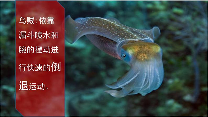 北师大版生物八年级上册 15.1 动物运动的方式  课件06