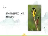 16.2 动物行为的主要类型 课件 北师大版八年级上册生物(共32张PPT)