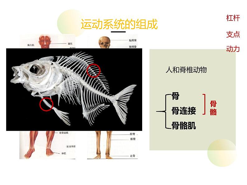 15.2 动物运动的形成-第1课时 课件 北师大版八年级上册生物(共34张PPT)第8页