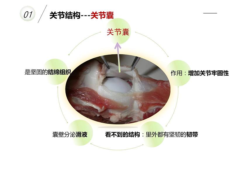 15.2 动物运动的形成-第2课时 课件 北师大版八年级上册生物(共44张PPT)第6页