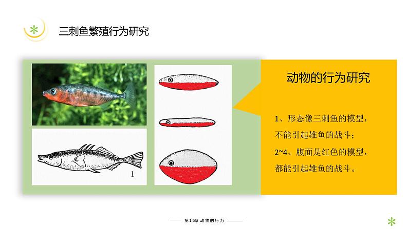 16.3 动物行为的研究 课件 北师大版八年级上册生物(共25张PPT)05