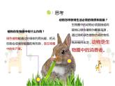 17.1 动物在生物圈中的作用 课件 北师大版八年级上册生物(共36张PPT)