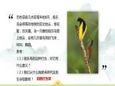 16.1 先天性行为和后天学习行为 课件 北师大版八年级上册生物(共31张PPT)