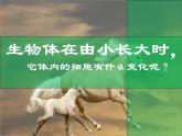 七年级生物上册课件（人教版）：2.2.1细胞通过分裂产生新细胞