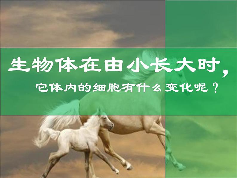 七年级生物上册课件（人教版）：2.2.1细胞通过分裂产生新细胞第4页