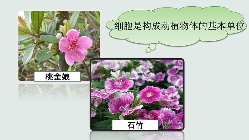 人教版七年级上册2.2.3植物体的结构层次课件(37张ppt）03