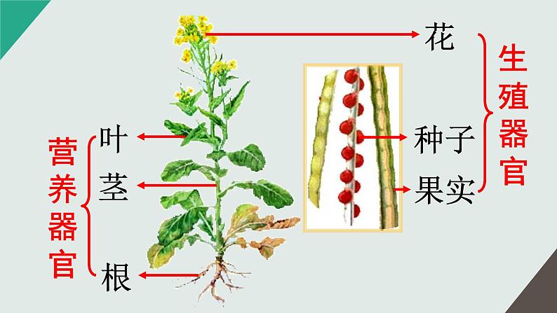 人教版七年级上册2.2.3植物体的结构层次课件(37张ppt）07