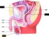 苏科版八年级上册生物课件 21.1人的生殖 （20张ppt）