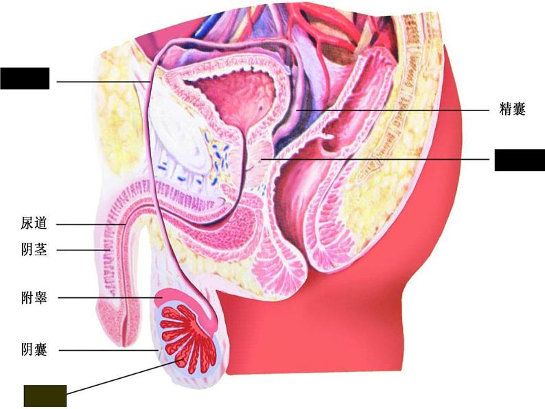 苏科版八年级上册生物课件 21.1人的生殖 （20张ppt）02