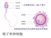 苏科版八年级上册生物课件 21.1人的生殖 （20张ppt）