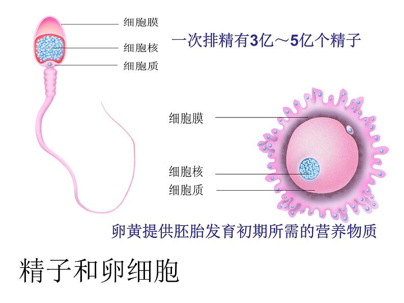 苏科版八年级上册生物课件 21.1人的生殖 （20张ppt）05