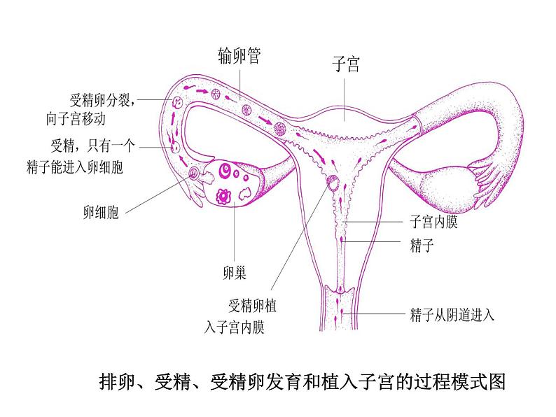 苏科版八年级上册生物课件 21.1人的生殖 （20张ppt）06