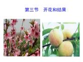 人教版七年级上册生物 3.2.3 开花和结果 课件（29张ppt）