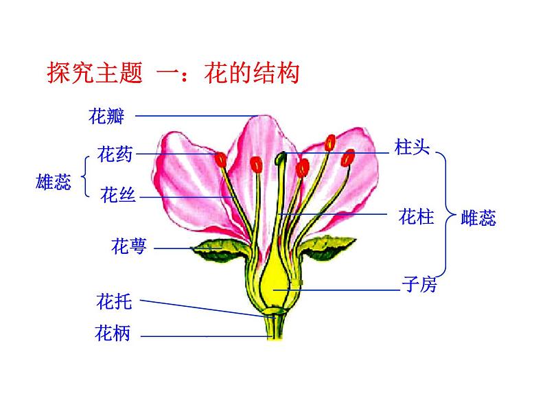 人教版七年级上册生物 3.2.3 开花和结果 课件（29张ppt）03