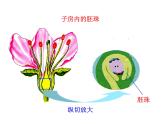 人教版七年级上册生物 3.2.3 开花和结果 课件（29张ppt）