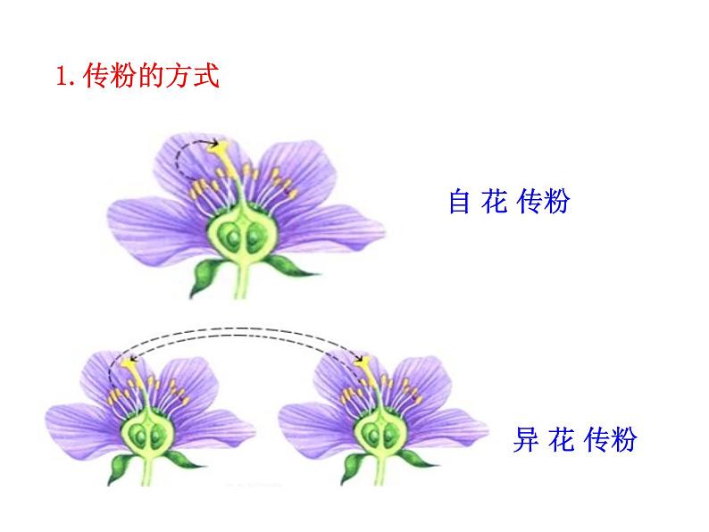 人教版七年级上册生物 3.2.3 开花和结果 课件（29张ppt）07