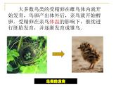 苏科版八年级上册生物课件 20.2动物的发育 （22张ppt）