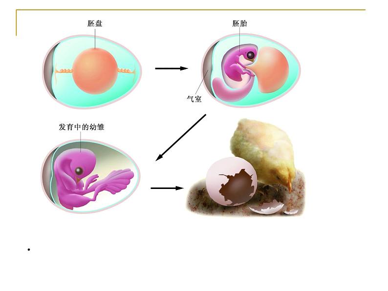 苏科版八年级上册生物课件 20.2动物的发育 （22张ppt）04