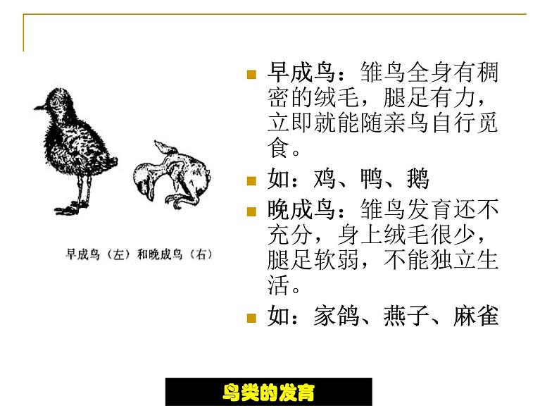 苏科版八年级上册生物课件 20.2动物的发育 （22张ppt）05