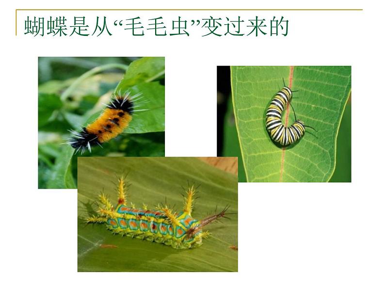 苏科版八年级上册生物课件 20.2动物的发育 （22张ppt）07