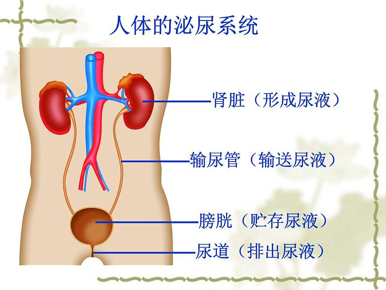 苏科版八年级上册生物15.2人体内废物的排出 课件（25张ppt)07