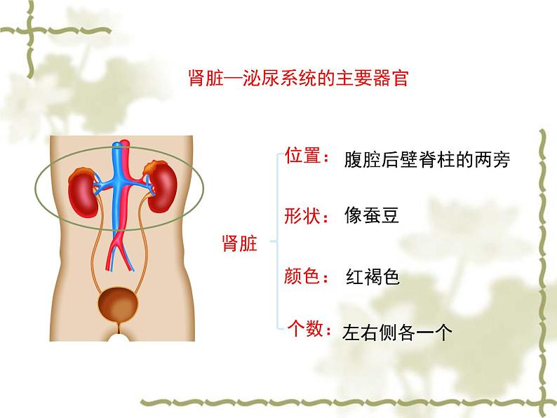 苏科版八年级上册生物15.2人体内废物的排出 课件（25张ppt)08