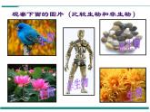 1.1.1 生物的特征 PPT教学课件