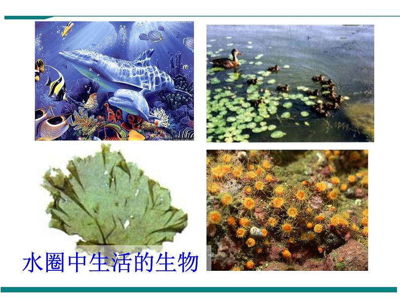 1.2.3 生物圈是最大的生态系统 PPT教学课件08