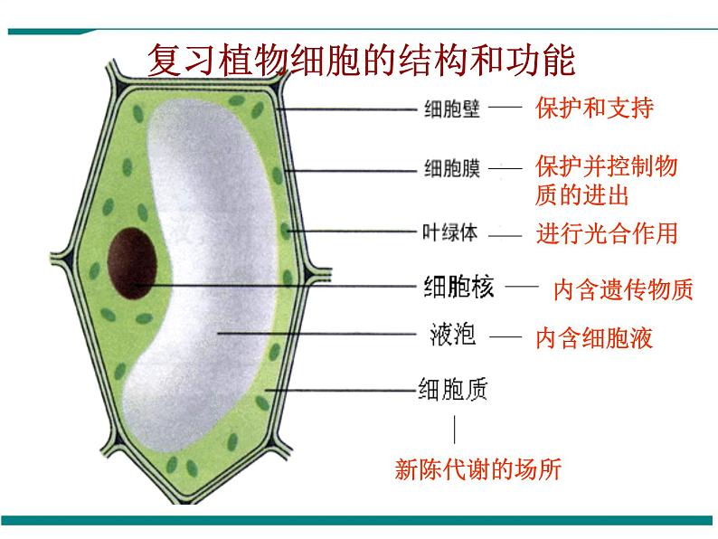 2.1.3 动物细胞 PPT教学课件02