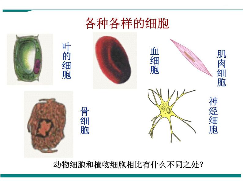 2.1.3 动物细胞 PPT教学课件03