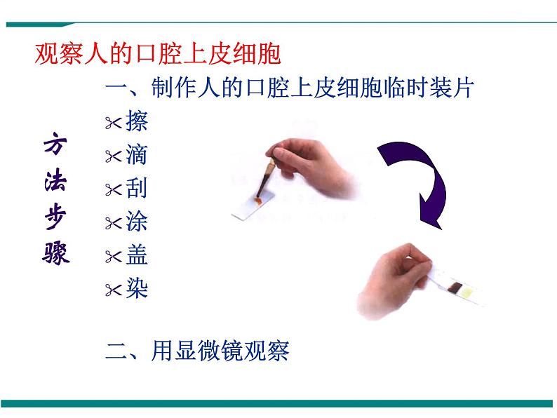 2.1.3 动物细胞 PPT教学课件04