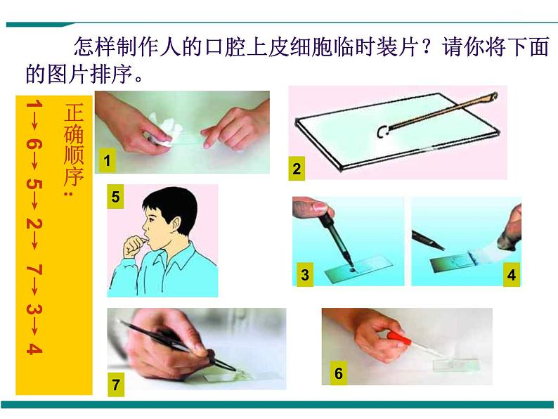 2.1.3 动物细胞 PPT教学课件05