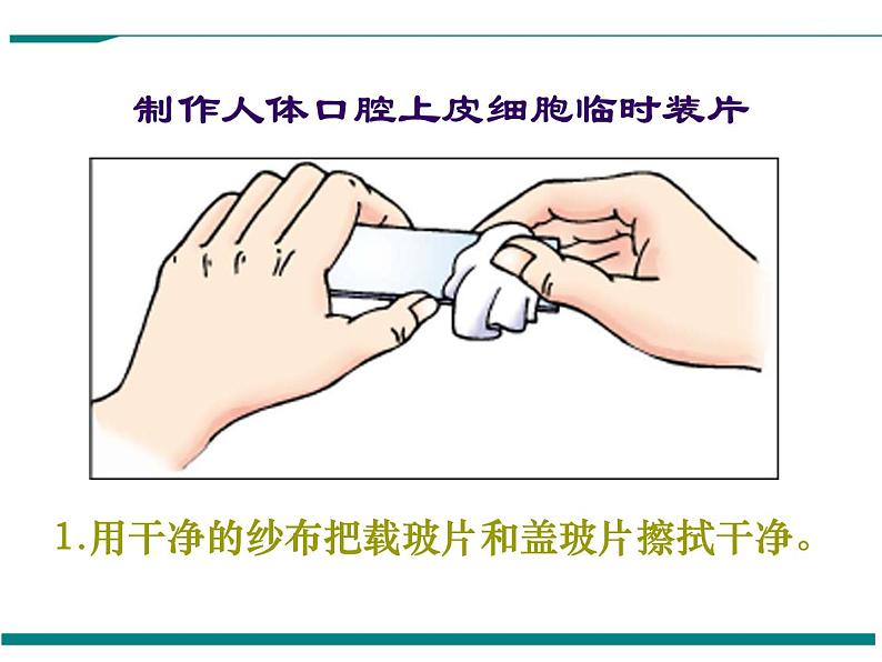 2.1.3 动物细胞 PPT教学课件06