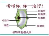 2.1.4 细胞的生活 PPT教学课件