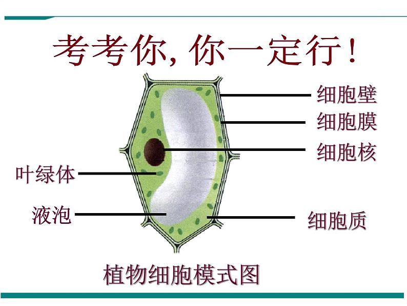 2.1.4 细胞的生活 PPT教学课件02