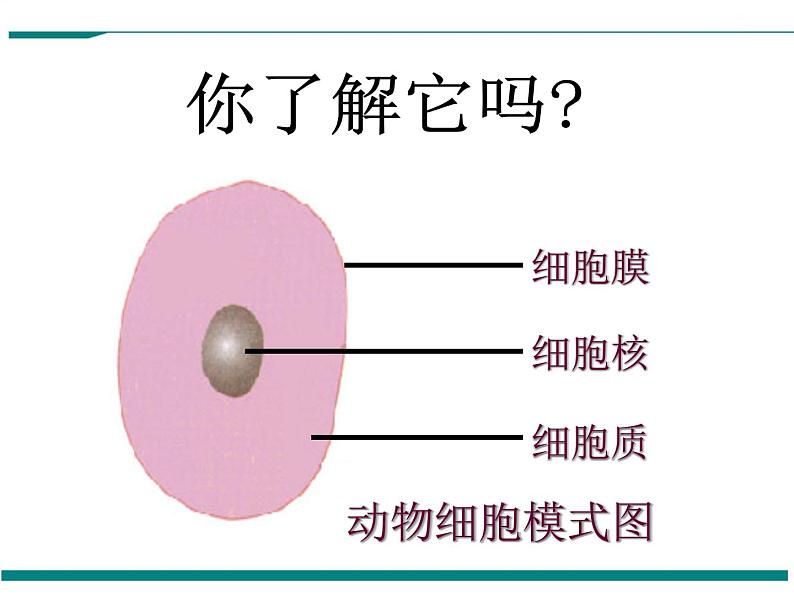 2.1.4 细胞的生活 PPT教学课件03