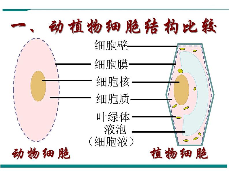 2.1.4 细胞的生活 PPT教学课件04