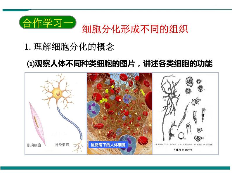 2.2.2 动物体的结构层次 PPT教学课件02