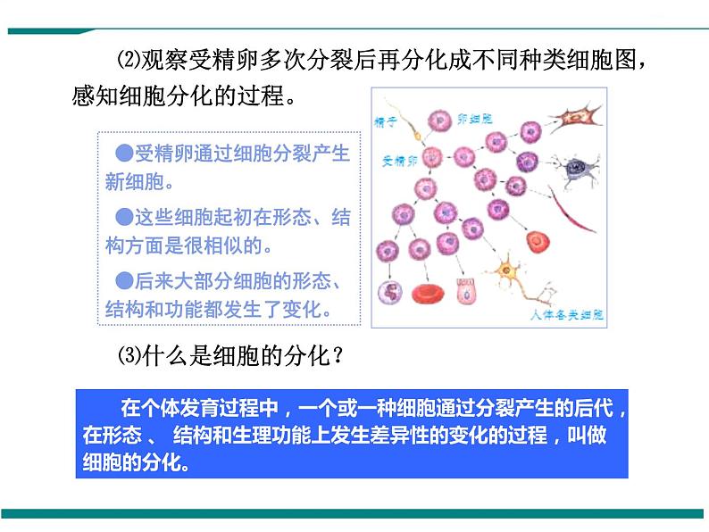 2.2.2 动物体的结构层次 PPT教学课件03