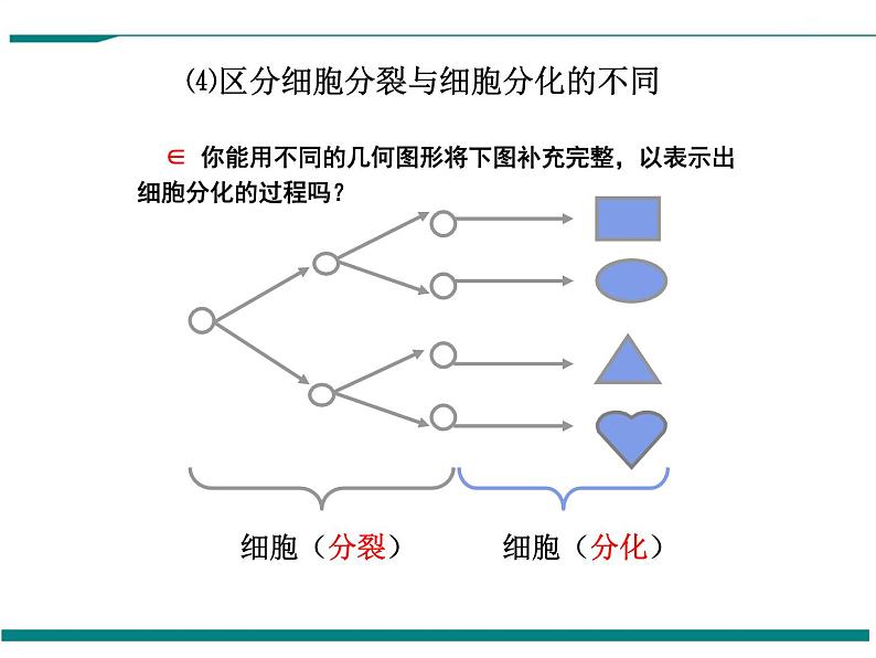 2.2.2 动物体的结构层次 PPT教学课件04