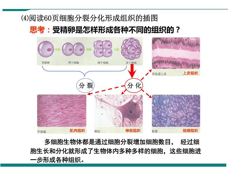 2.2.2 动物体的结构层次 PPT教学课件06