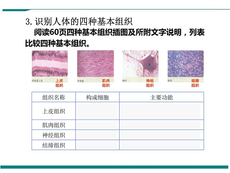 2.2.2 动物体的结构层次 PPT教学课件07