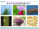 2.2.3 植物体的结构层次 PPT教学课件