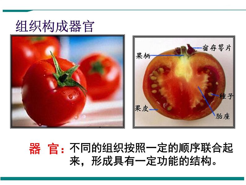 2.2.3 植物体的结构层次 PPT教学课件第5页