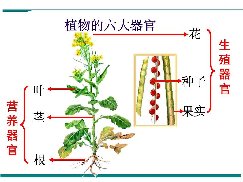 2.2.3 植物体的结构层次 PPT教学课件第6页