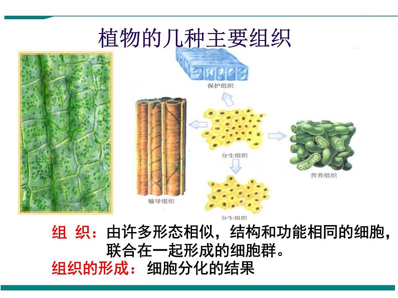 2.2.3 植物体的结构层次 PPT教学课件第7页